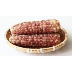 홍찰옥수수 14~17㎝, 1개 (냉동)